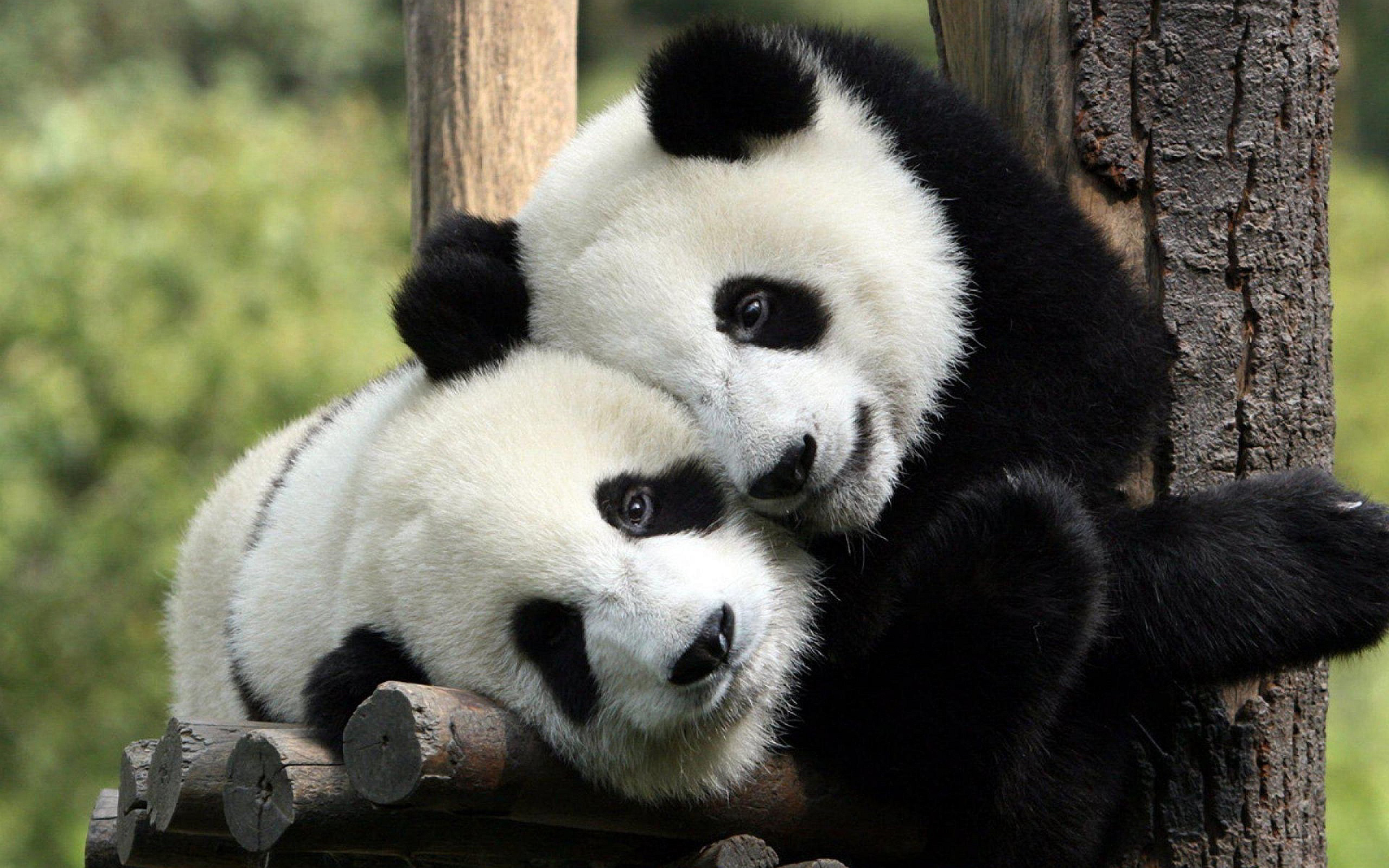 Two panda bears hugging